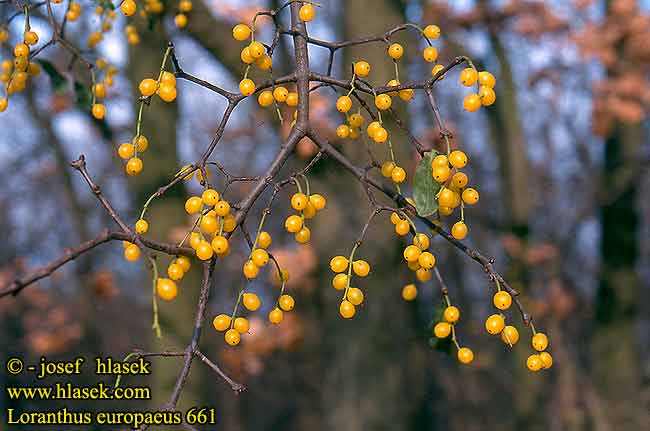  Image name: vischio4.jpg 
 width: 650 pixel 
 height: 431 pixel 
 Size: 29941 bytes 
 Click to enlarge 